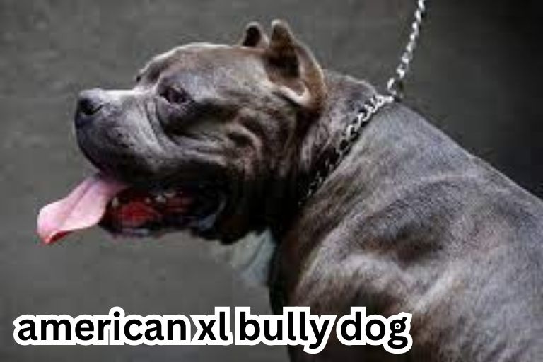 When-will-the-American-XL-Bully-dogs-be-banned-and-what-will-happen